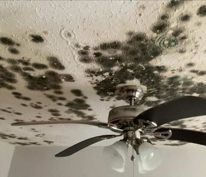 Severe mold growth on ceiling.
